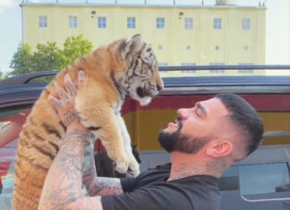 Тимати нарвался на критику из-за покупки тигренка